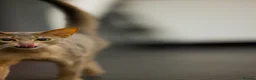 Abyssinian cats for sale: Marvellous Margot - Advert 2