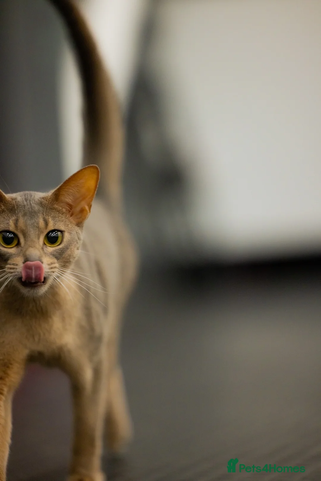 Abyssinian cats for sale: Marvellous Margot - Advert 2