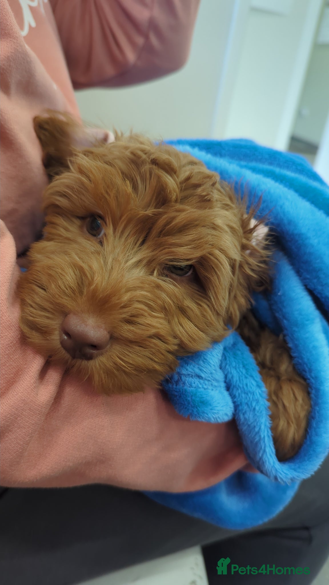 Cockapoo dogs Beautiful Cockerpoo girl  - Advert 1