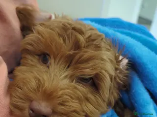 Cockapoo dogs Beautiful Cockerpoo girl - Advert 2