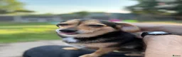 Mixed Breed dogs for sale: Dachshund cross and chihuahua  in Newcastle - Advert 1