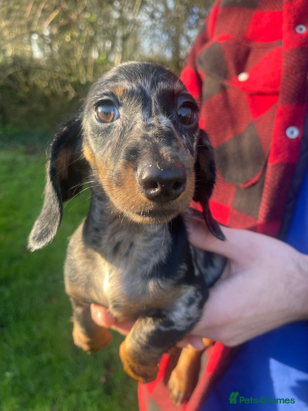 Dachshund dogs for sale: 🐶 Ready to leave 🐶 - Advert 7