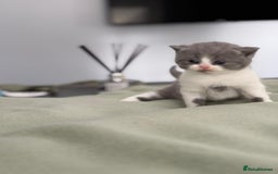 British Shorthair cats for sale: 2 LITTERS GCCF HEALTH TESTED BSH KITTENS - Image 5