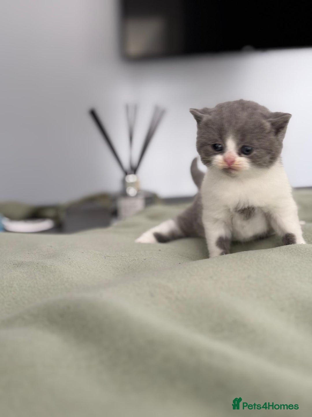 British Shorthair cats for sale: 2 LITTERS GCCF HEALTH TESTED BSH KITTENS - Image 5