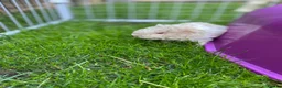 Guinea Pig rodents for sale: lunkarya female guinea pigs  in Malton - Advert 4