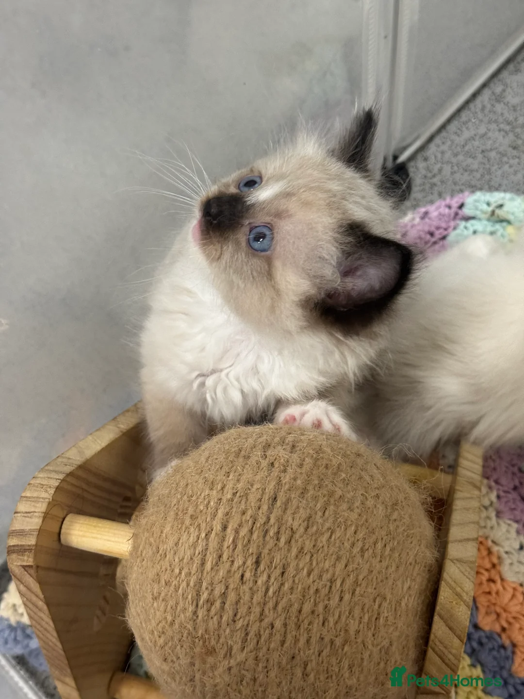 Ragdoll cats for sale: Ragdoll kittens bi color - Advert 12