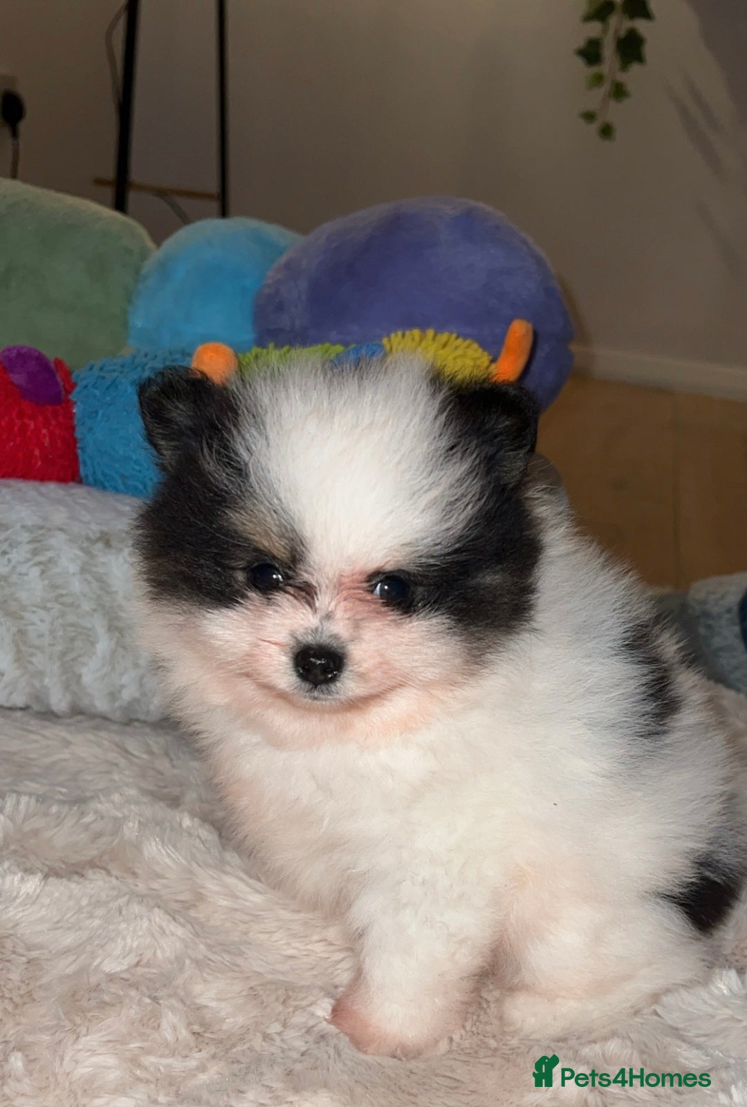 Pomeranian dogs for sale: 5 STAR POMERANIAN PUPPIES  - Advert 4