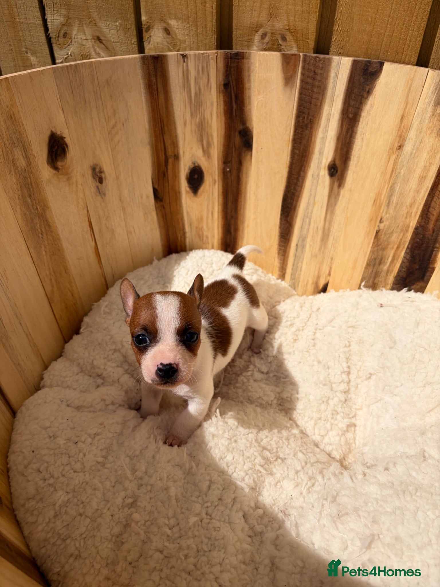 Jack Russell dogs Beautiful mini jack Russel girl left   - Advert 4