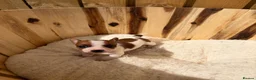 Jack Russell dogs for sale: Beautiful mini jack Russel girl left   - Advert 1
