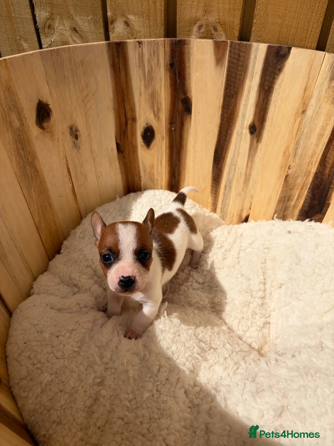 Jack Russell dogs for sale: Beautiful mini jack Russel girl left   - Advert 1