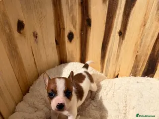 Jack Russell dogs Beautiful mini jack Russel girl left - Advert 4