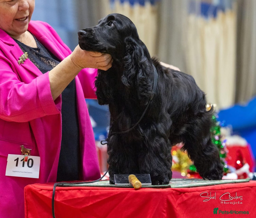 Cocker Spaniel dogs for sale: Handsome Thule - Advert 2