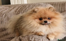 Pomeranian dogs for stud: Stud Dog-NOT FOR SALE in Luton - Image 12