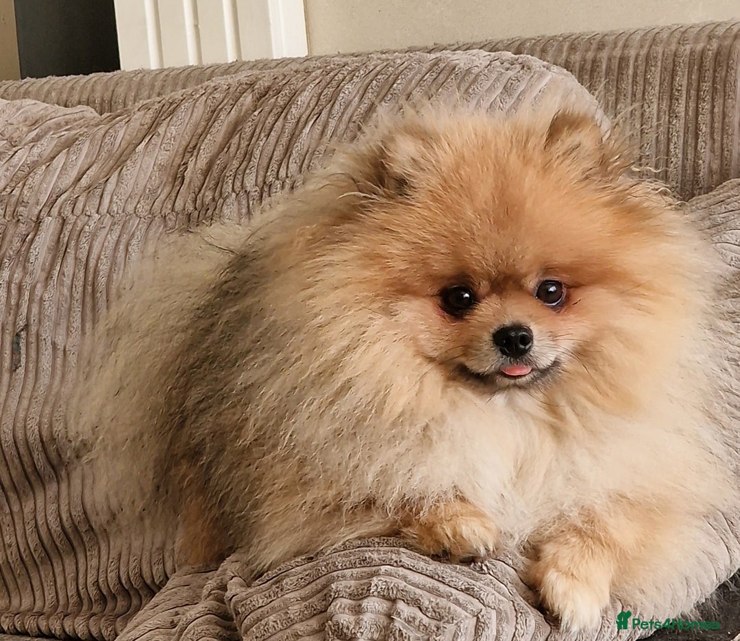 Pomeranian dogs for stud: Stud Dog-NOT FOR SALE in Luton - Image 12