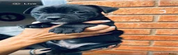 Staffordshire Bull Terrier dogs for sale: Beautiful chunky staffy pups ready to leave soon in Dudley - Advert 20