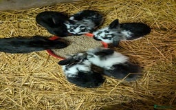 Mini Lop rabbits for sale: Mini loop cross Lionhead - Advert 3