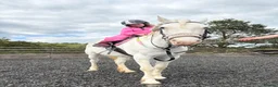 Other Breed horses for sale: Honest ad  in Selkirk - Advert 17