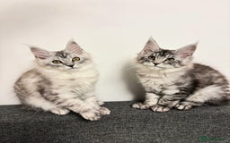 Maine Coon cats for sale: 💕5 TICA registered DNA CLEAR💕  - Image 3