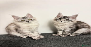 Maine Coon cats - Advert 1