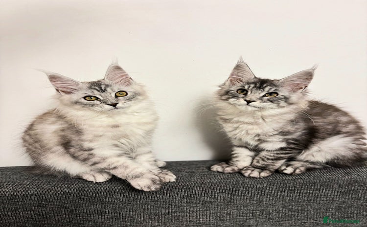 Maine Coon cats - Advert 2