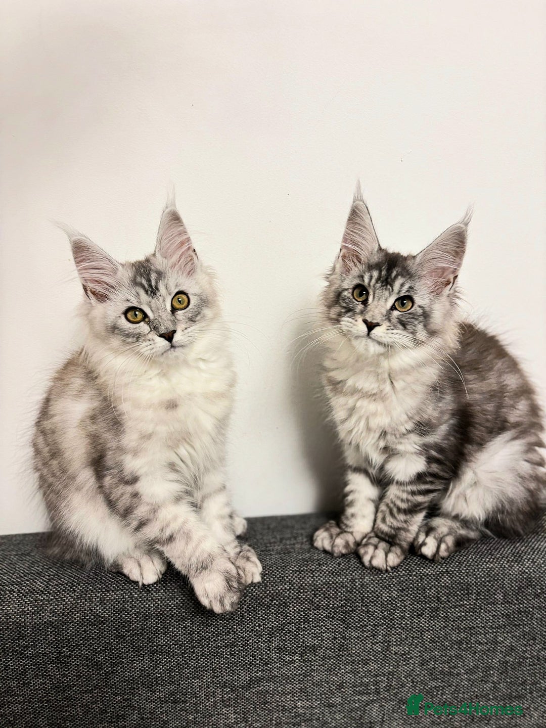 Maine Coon cats for sale: 💕5 TICA registered DNA CLEAR💕  - Image 3