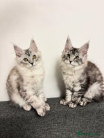 Maine Coon cats - Advert 4
