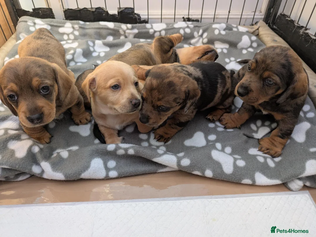 Dachshund dogs for sale: Dachshund pups - Advert 1