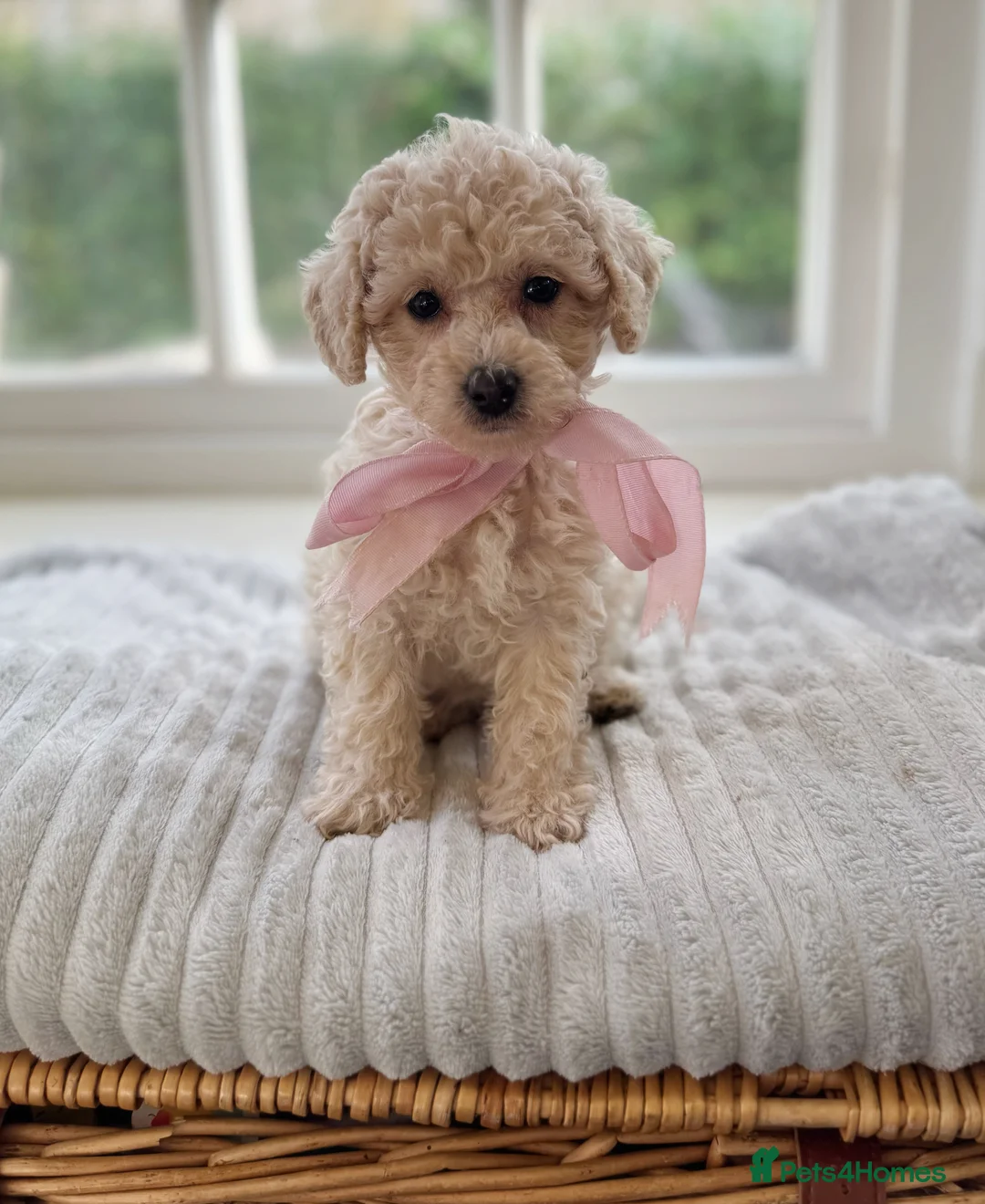 Mixed Breed dogs for sale: Shichon-poo Teddy bear - Advert 8