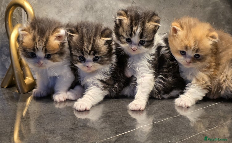 Scottish Fold cats Delightful Babies with delightful markings - Advert 2