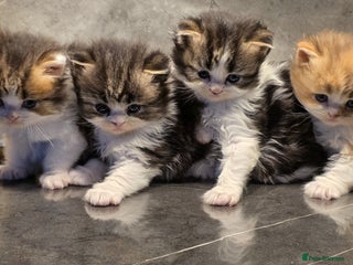 Scottish Fold cats Delightful Babies with delightful markings - Advert 2