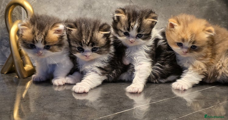Scottish Fold cats Delightful Babies with delightful markings - Advert 1