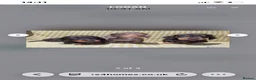 Miniature Dachshund dogs for stud: Kc reg miniature Chocolate dapple stud - Advert 6