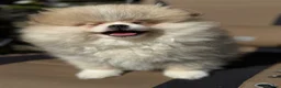 Pomeranian dogs for sale: Stunning Teddy Bear,KC Registered,Fluffy & Loving  - Advert 4