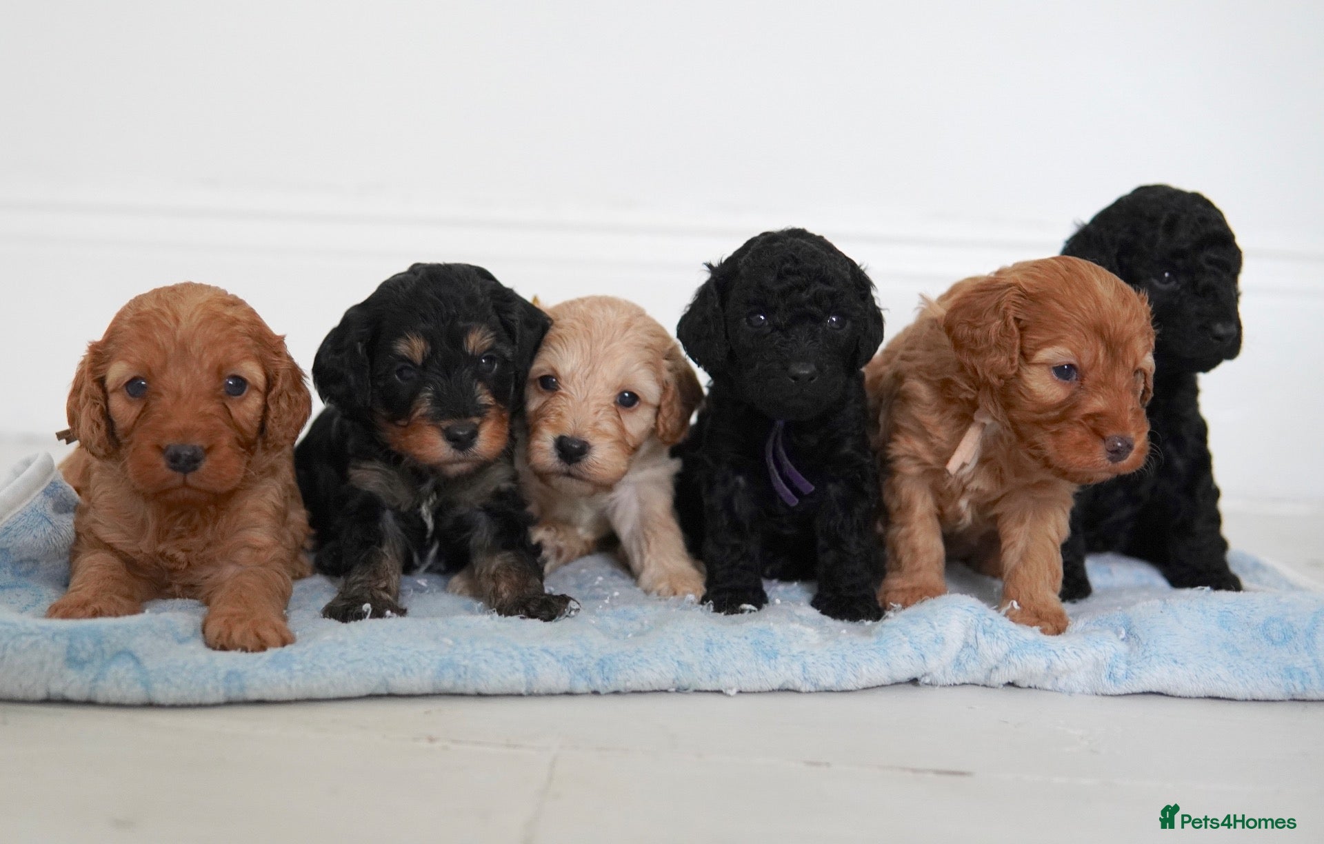 Cavapoo dogs Cute Cavapoo Puppies Looking for Forever Homes - Advert 1