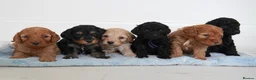 Cavapoo dogs for sale: Cute Cavapoo Puppies Looking for Forever Homes - Advert 1