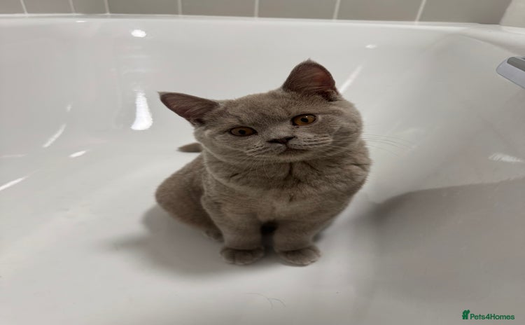 British Shorthair cats Lilac British Shorthair male - Advert 7