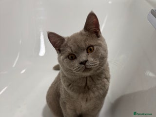 British Shorthair cats Lilac British Shorthair male - Advert 8