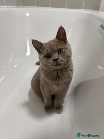 British Shorthair cats Lilac British Shorthair male - Advert 7