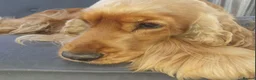 Cocker Spaniel dogs for sale: Show type cocker spaniel puppies - Golden  - Advert 7