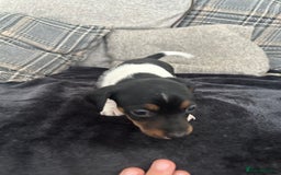 Jack Russell dogs for sale: Jack russel puppy’s  - Image 10