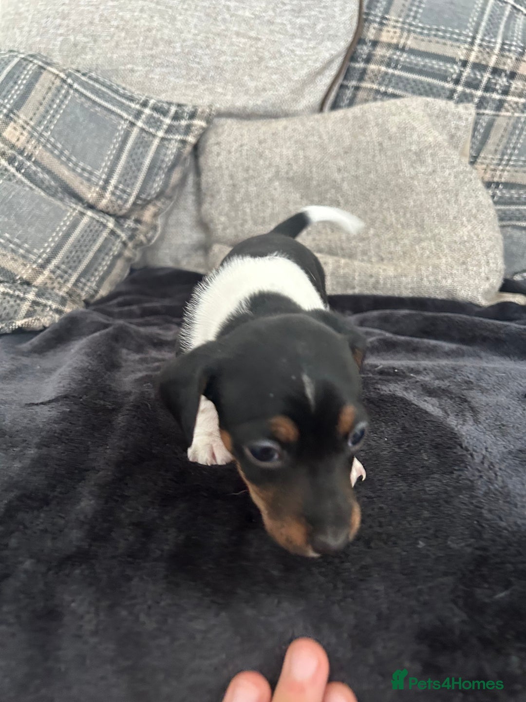 Jack Russell dogs for sale: Jack russel puppy’s  - Image 10