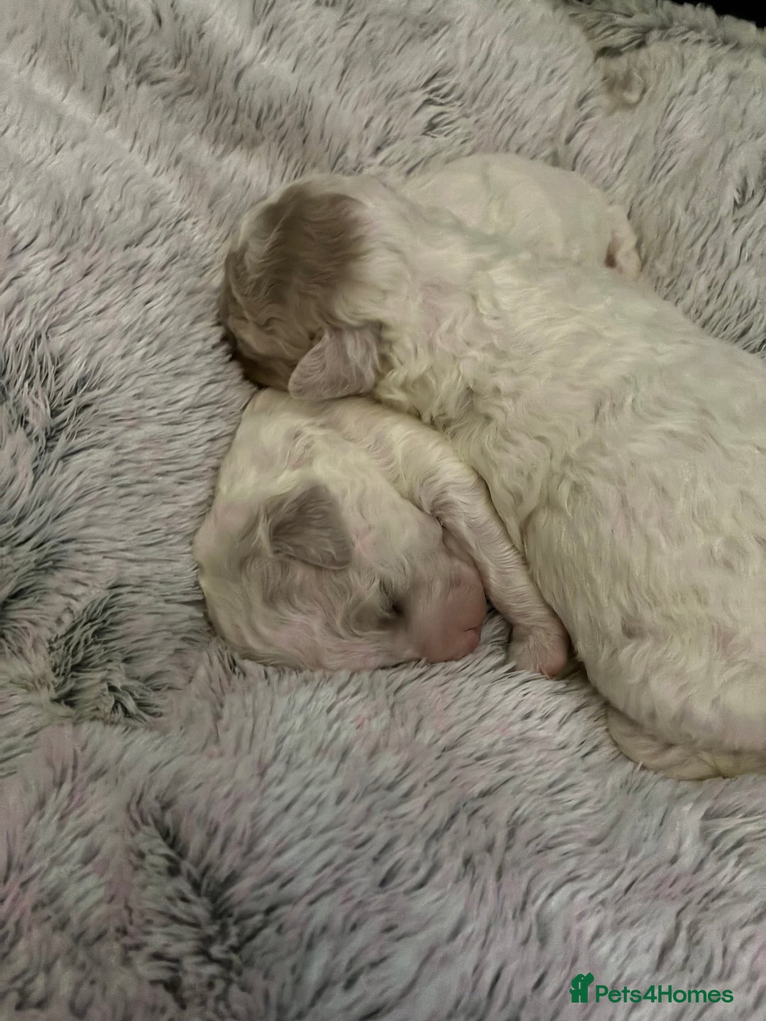 Mixed Breed dogs for sale: Stunning litter of Cavapoochon puppies - Advert 5