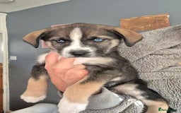 Mixed Breed dogs for sale: Husky mix puppies. Ready to leave! - Image 29