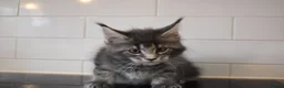 Maine Coon cats for sale: READY FOR COLLECTION  TICA registered kittens - Advert 27