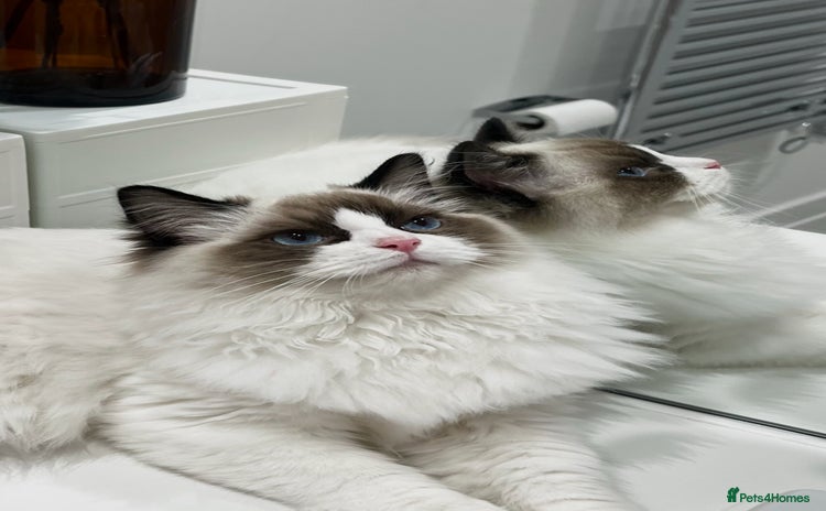 Ragdoll cats - Advert 1