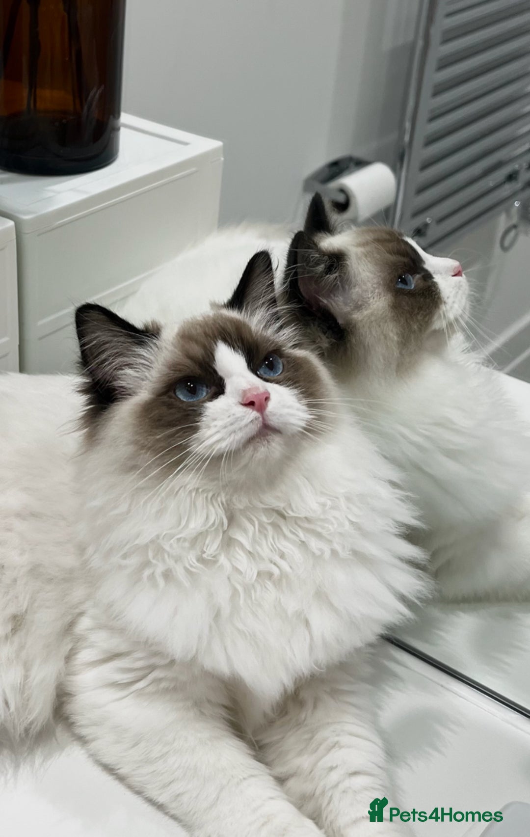 Ragdoll cats for sale: Last 2 Active boys, Champion blood - Image 1