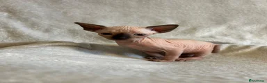 Sphynx Kitten 2