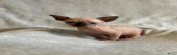 Sphynx cats for sale: Short Leg Munckin Sphinx Kittens(BullyCat) - Advert 5