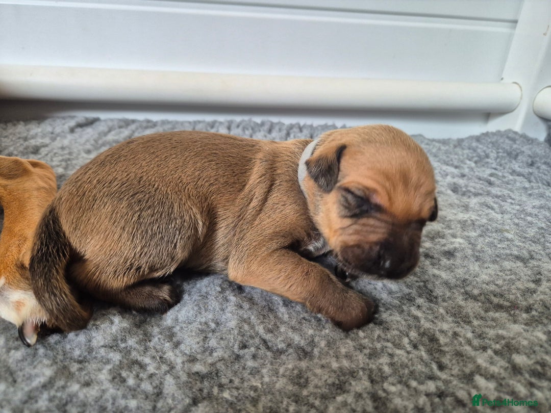 Mixed Breed dogs for sale: Lurcher x staff  in Sturminster Newton - Image 28