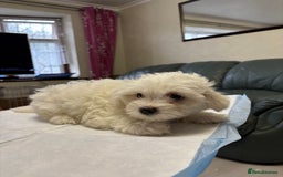 Maltese dogs for sale: Ready to go ! Gorgeous Maltese girls for salee - Image 18